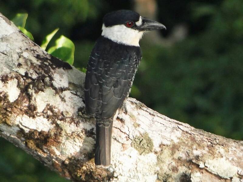 Buco Guayanés, Fotos 2