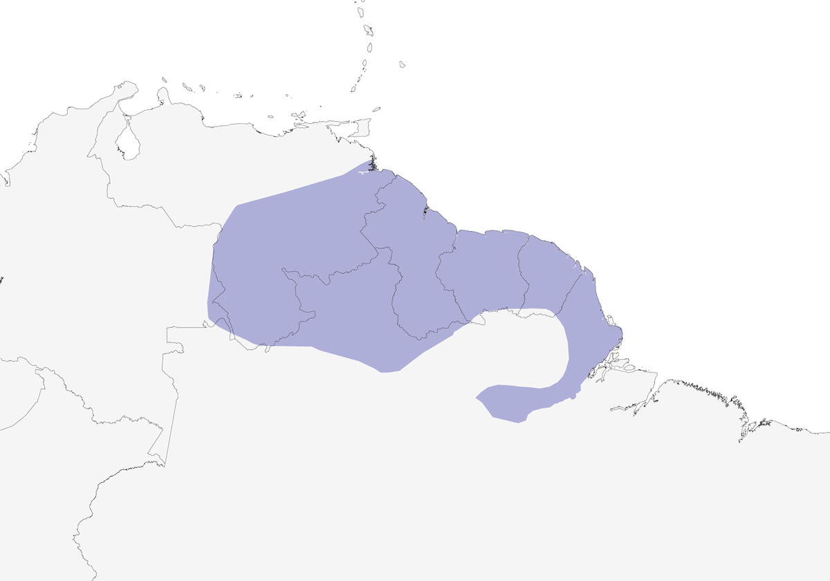 Guayana-Streifen-Ameisenschlüpfer, Verbreitung 1