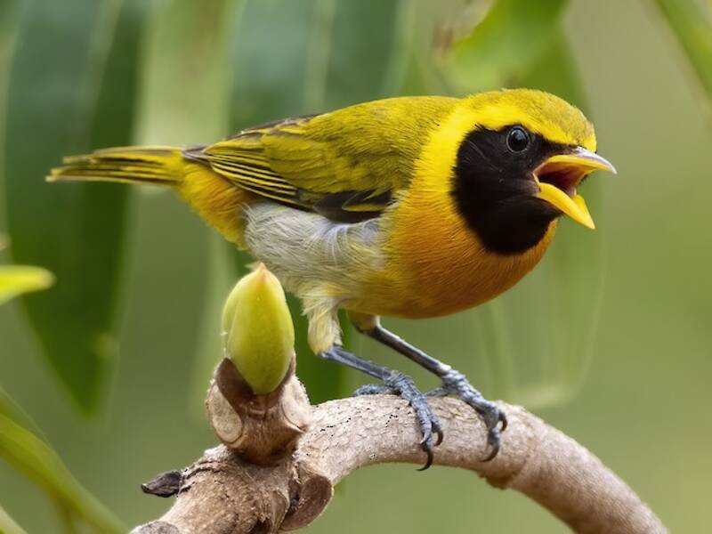 Guira Tanager, Photos 4