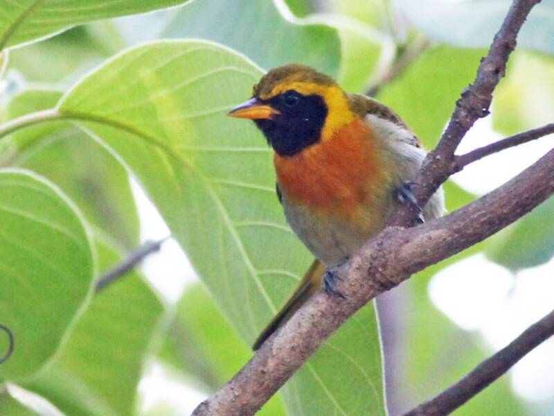 Guira Tanager, Photos 3