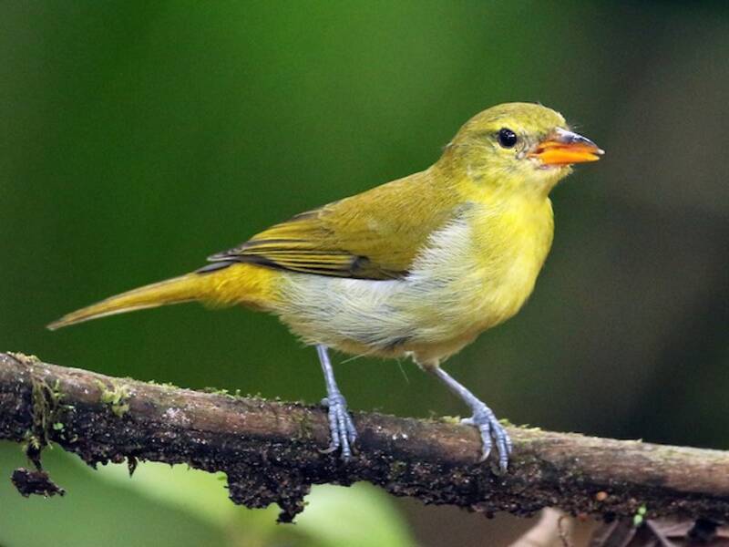 Guira Tanager, Photos 2