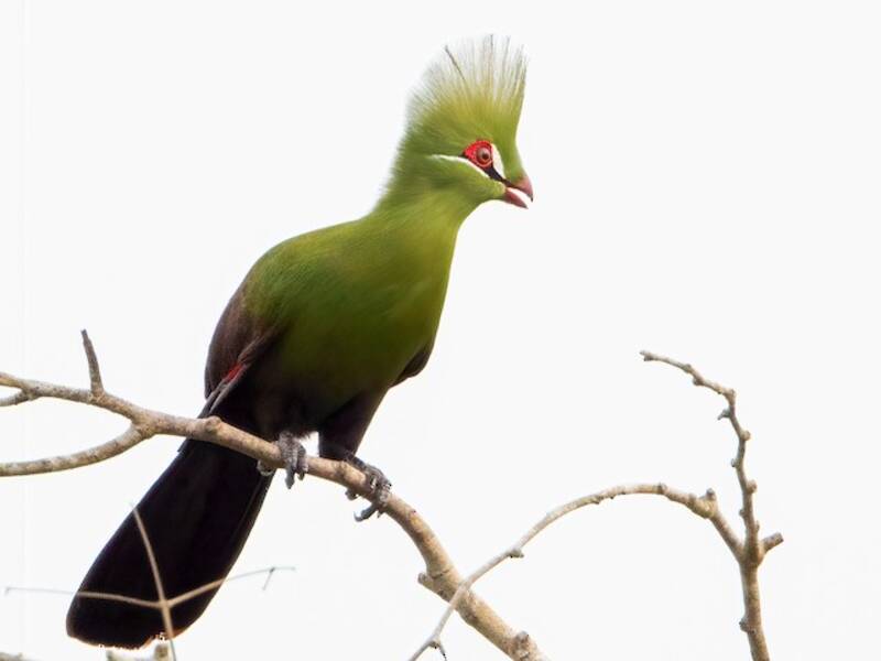 Turaco de Guinea