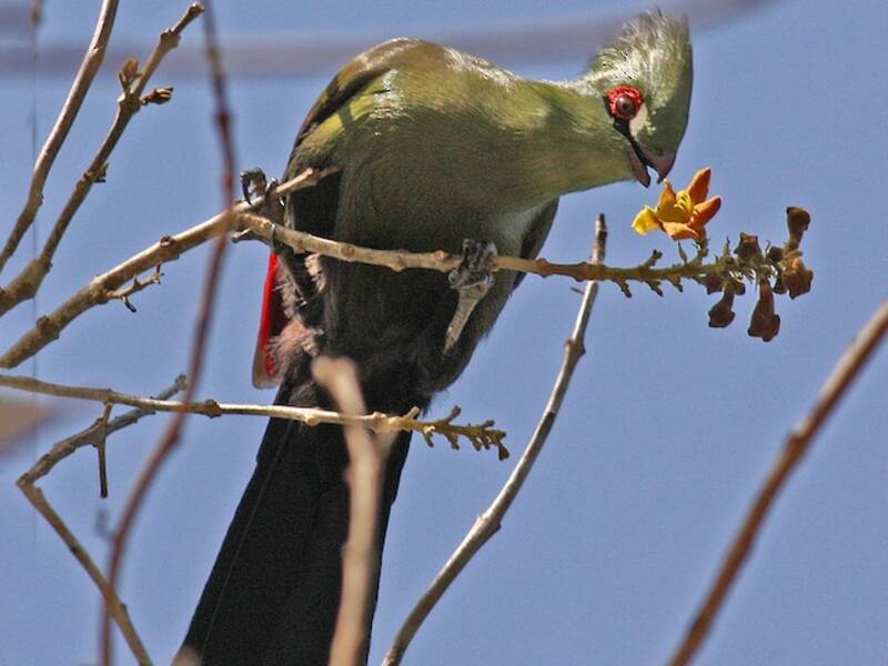 Guinea Turaco, Photos 2