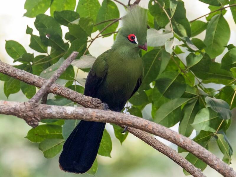 Guinea Turaco, Photos 3