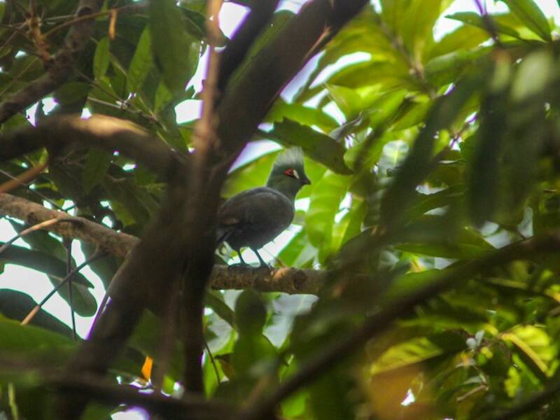 Guinea Turaco, Photos 4