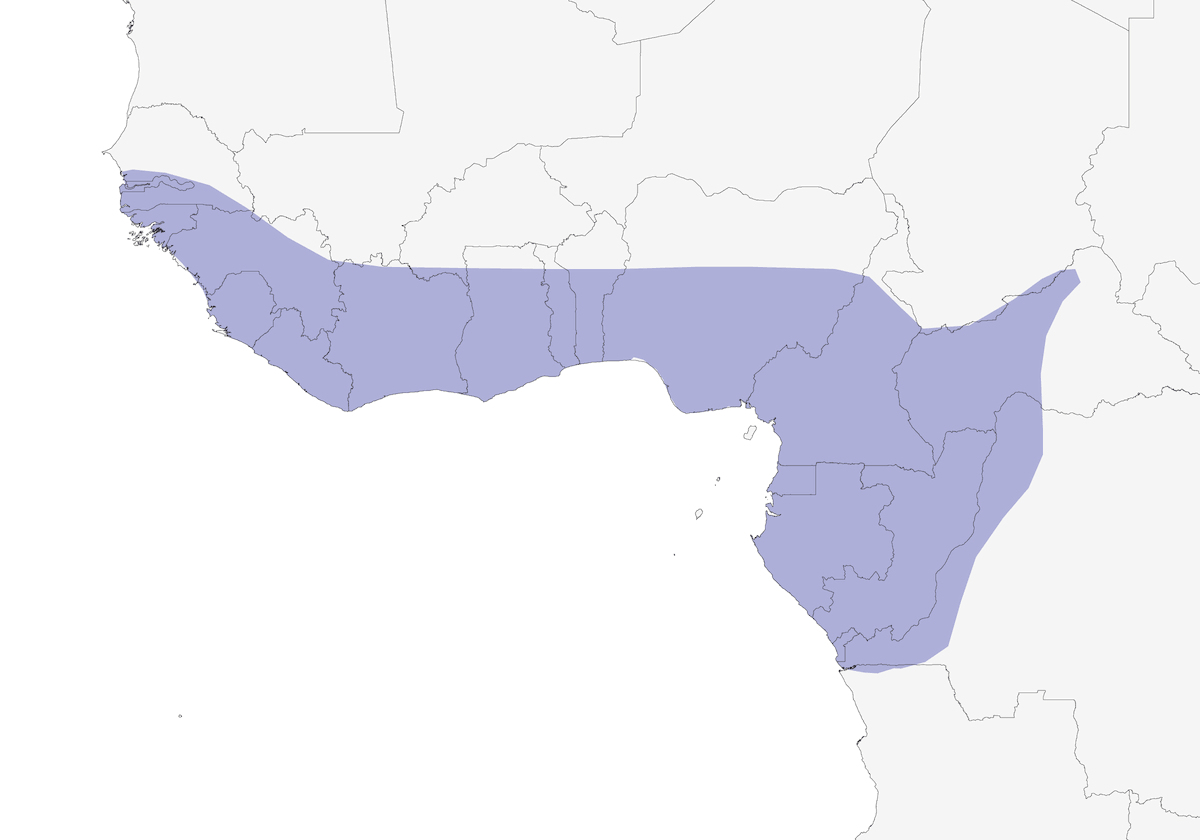 Guinea Turaco, Distribution 1