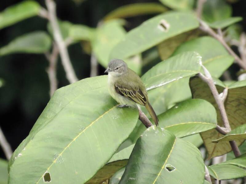 Guayana-Mausvogeltyrann