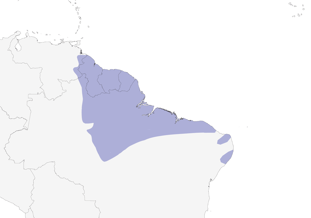 Tiranolete Guayanés, Distribución 1