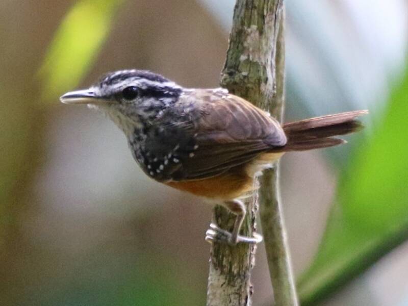 Uccello formichiero canterino della Guiana, Foto 2