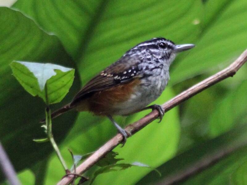 Uccello formichiero canterino della Guiana, Foto 4