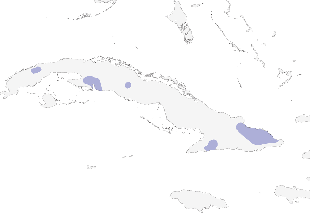Sparviere di Gundlach, Distribuzione 1