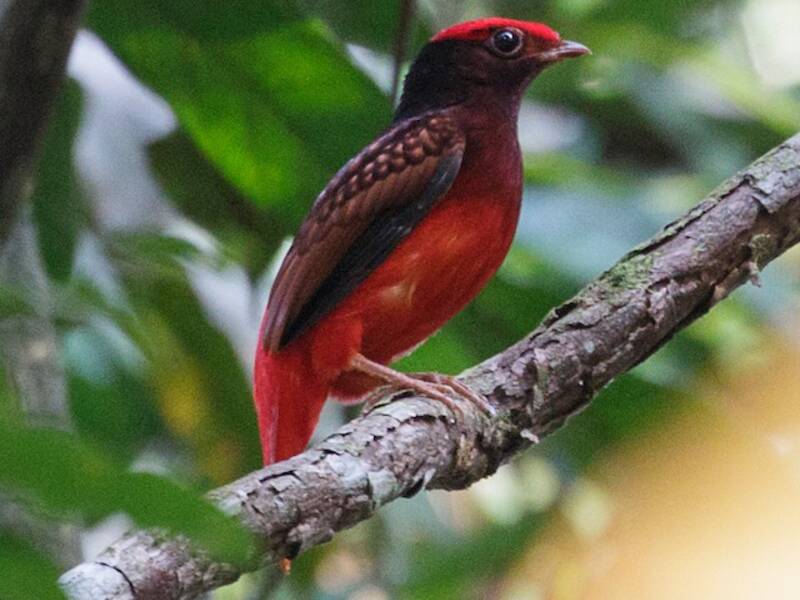 Guianan Red-Cotinga