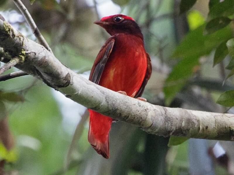 Guianan Red-Cotinga, 照片 2
