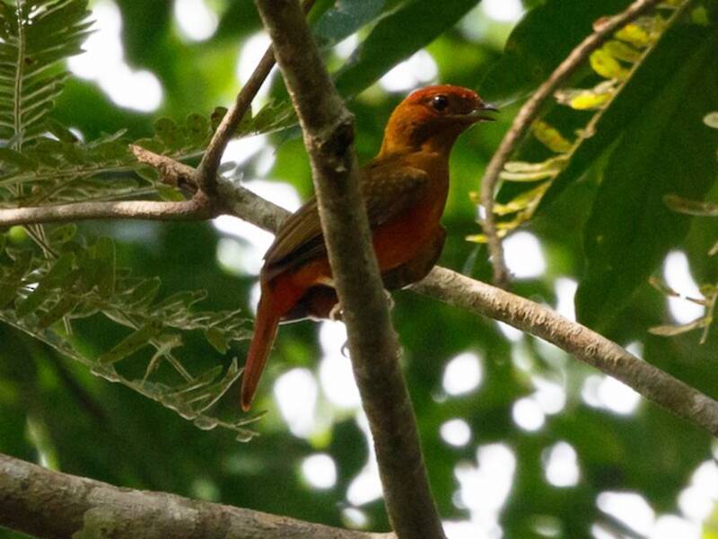 Guianan Red-Cotinga, 照片 3