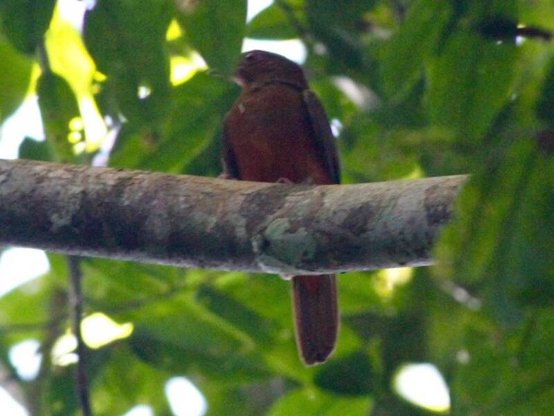 Guianan Red-Cotinga, 照片 4