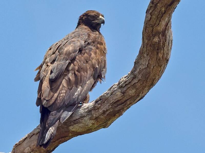 Gurney's Eagle