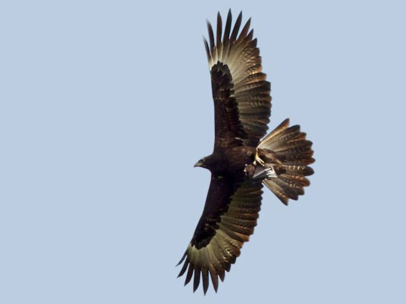 Águila de Gurney, Fotos 4