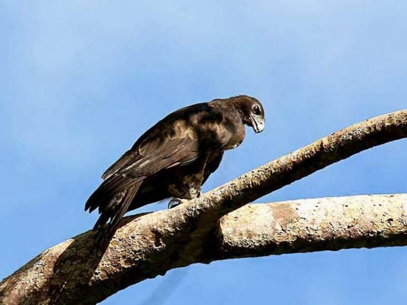 Águila de Gurney, Fotos 3