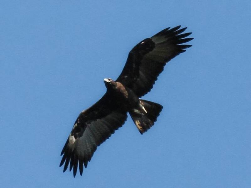 Águila de Gurney, Fotos 2