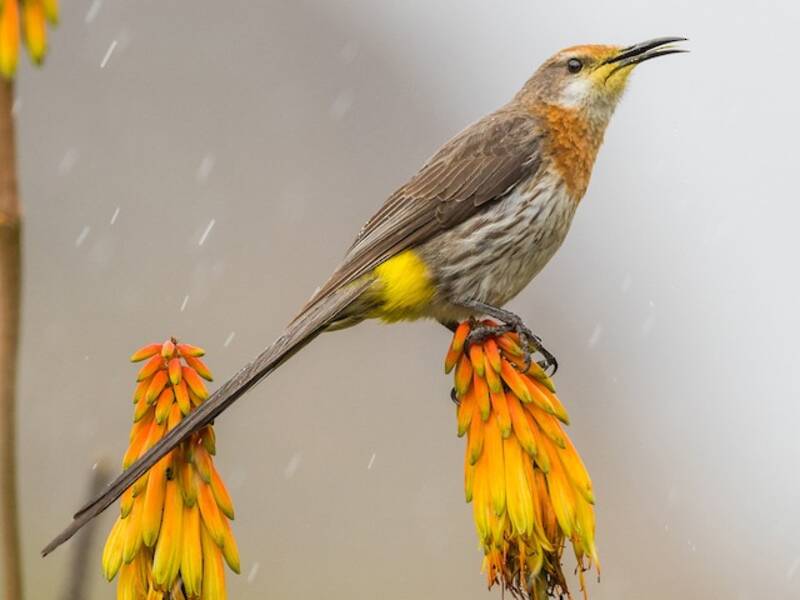 Gurney's Sugarbird (Promerops gurneyi)