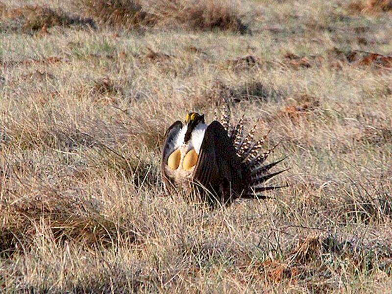 Gallo delle artemisie di Gunnison, Foto 4
