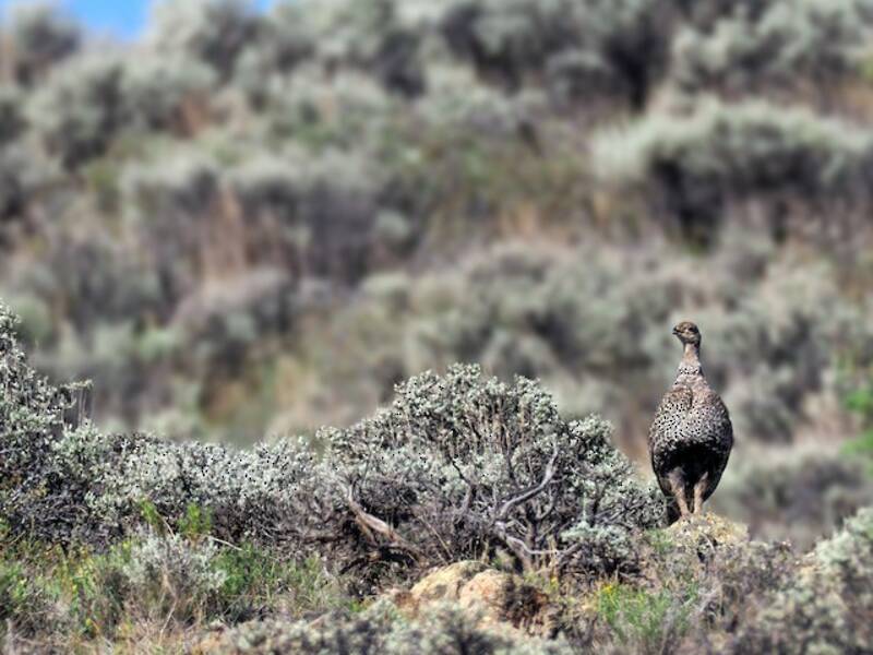 Gallo delle artemisie di Gunnison, Foto 2