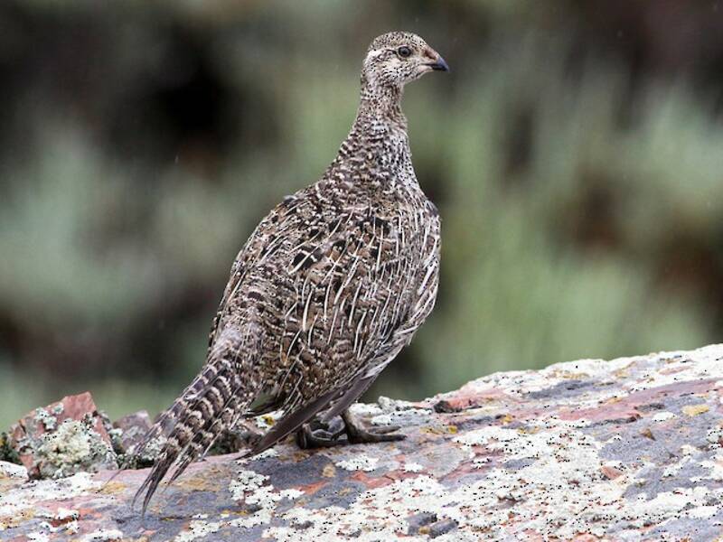 Gunnison Sage-Grouse