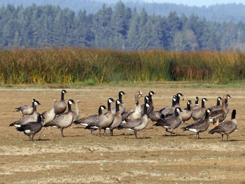 Greater White-fronted Goose (Anser albifrons)