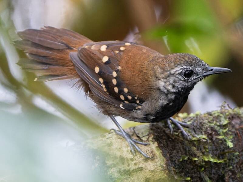 Graubauch-Ameisenvogel, Fotos 4