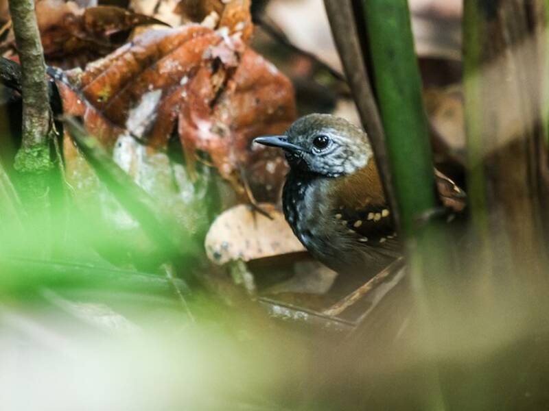 Graubauch-Ameisenvogel, Fotos 3