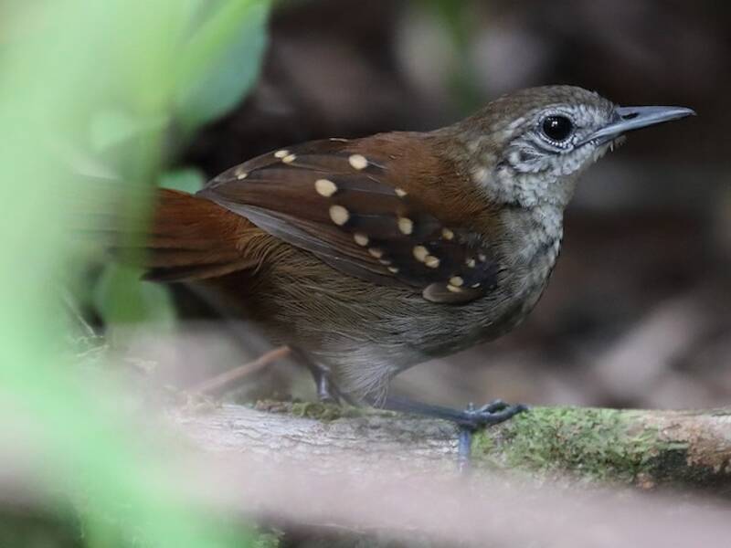 Graubauch-Ameisenvogel, Fotos 2