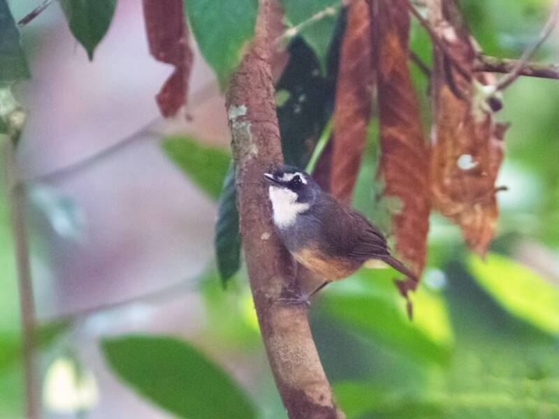 Gray-breasted Babbler