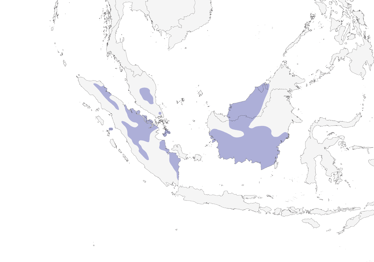 Timalí pechigrís, Distribución 1
