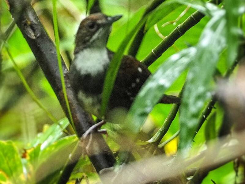 Bicol Ground-Warbler, Photos 2