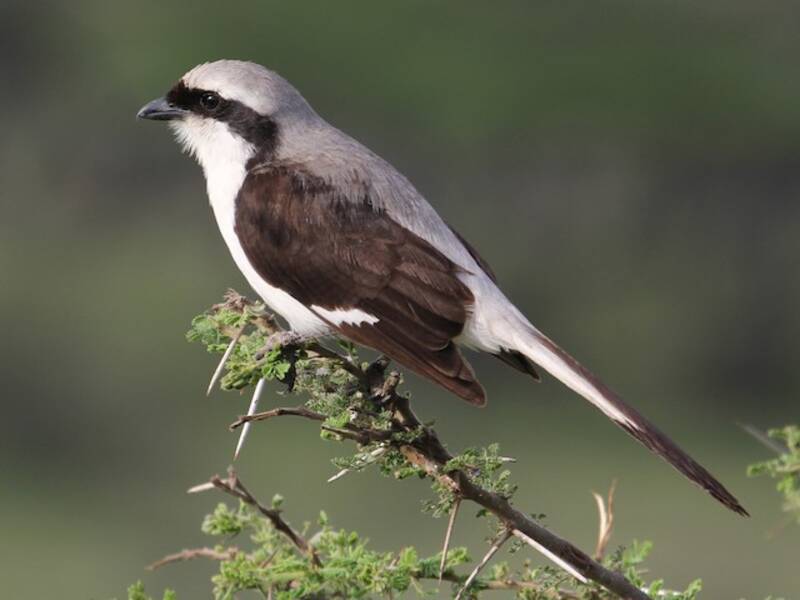 Gray-backed Fiscal, Photos 3