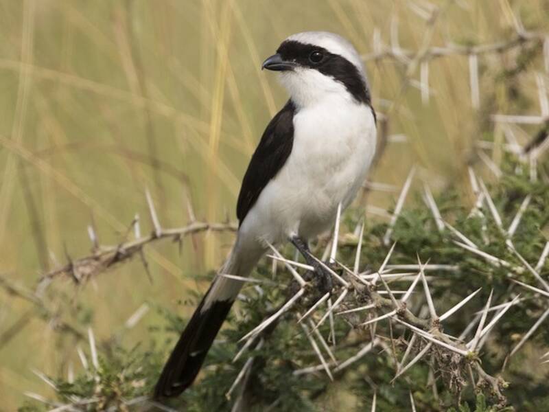 Gray-backed Fiscal, Photos 2