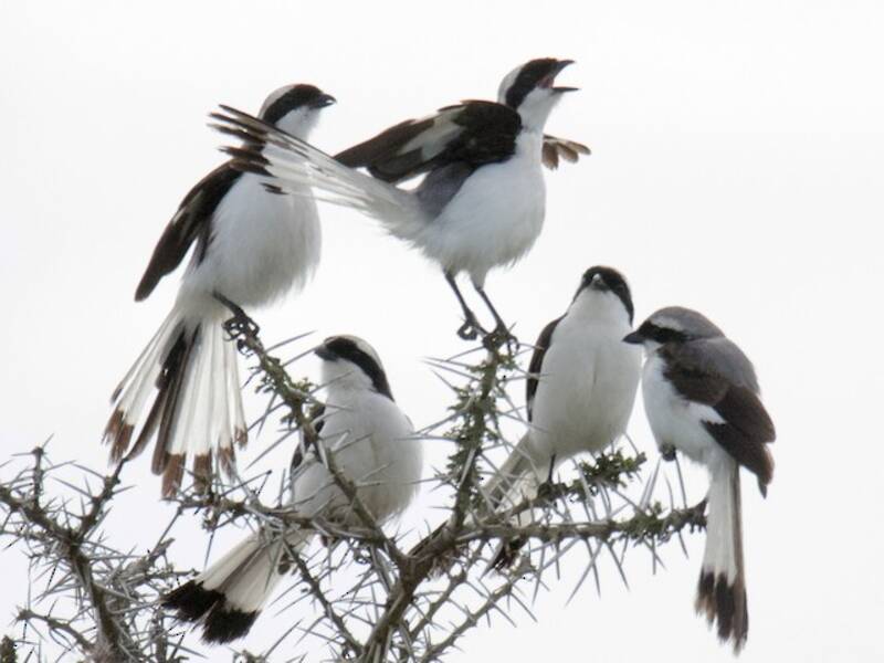 Gray-backed Fiscal, Photos 4