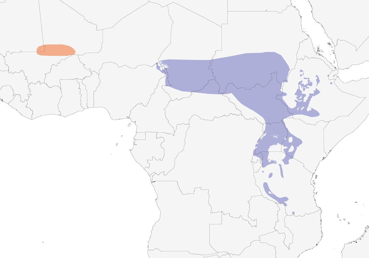 Gray-backed Fiscal, Distribution 1
