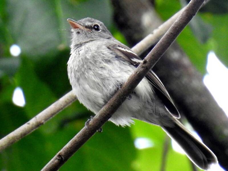 Gray-breasted Flycatcher, 照片 2