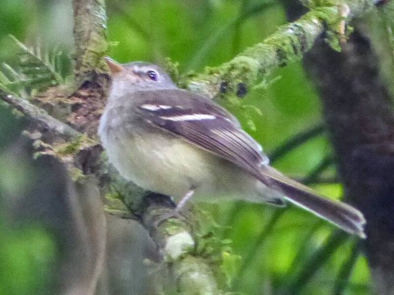 Gray-breasted Flycatcher, 照片 3