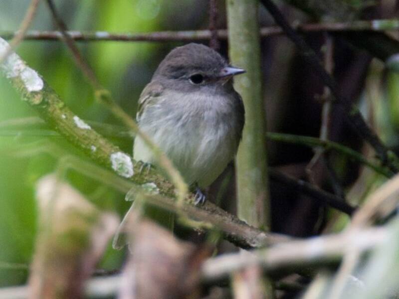 Gray-breasted Flycatcher, 照片 4