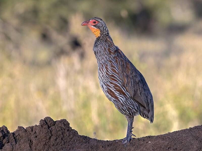 Gray-breasted Spurfowl