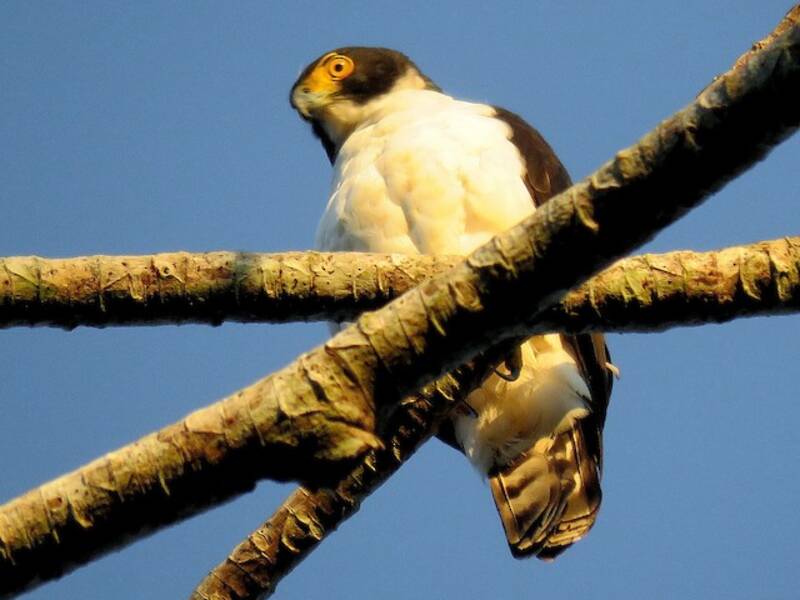 Falco dal ventre grigio, Foto 3
