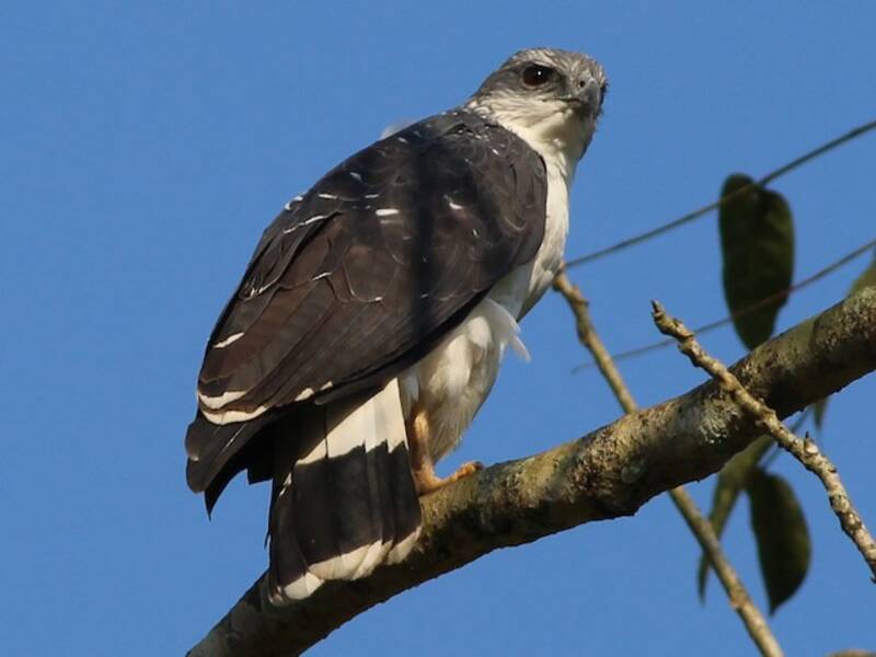 Gray-backed Hawk, 照片 2