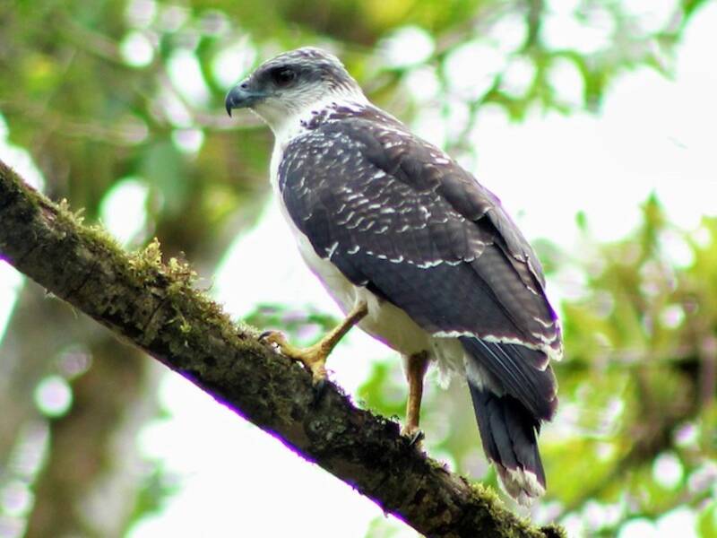 Gray-backed Hawk, 照片 3