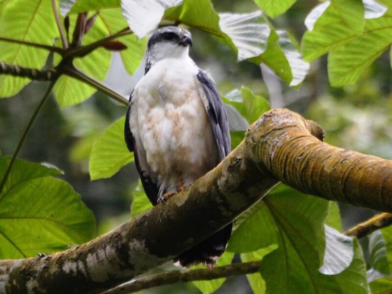 Gray-backed Hawk, 照片 4