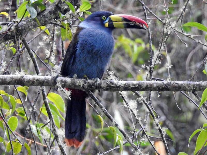 Gray-breasted Mountain-Toucan, Photos 2