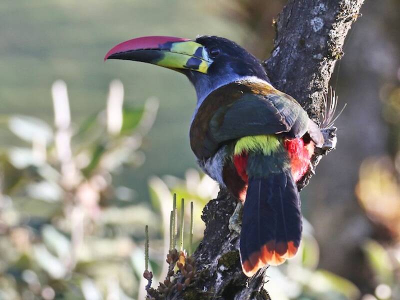 Gray-breasted Mountain-Toucan, Photos 3