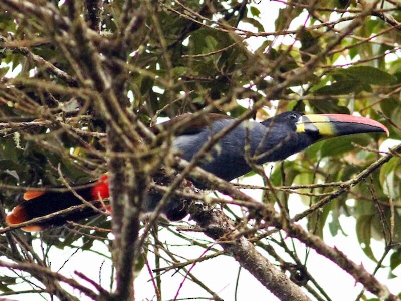Gray-breasted Mountain-Toucan, Photos 4