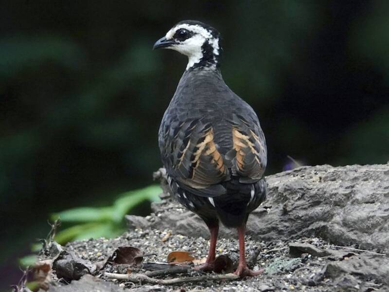 Gray-breasted Partridge, Photos 3